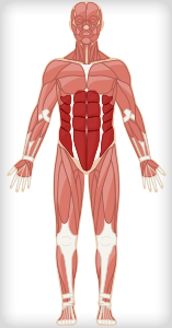 Ab workouts target the ab muscles as shown on this human body illustration